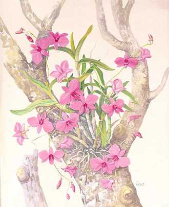 Orquídea Denphal - Como Cuidar em 7 Passos (Para Iniciantes) 10