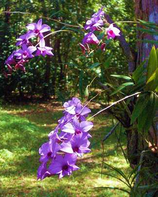 Orquídea Denphal - Como Cuidar em 7 Passos (Para Iniciantes)