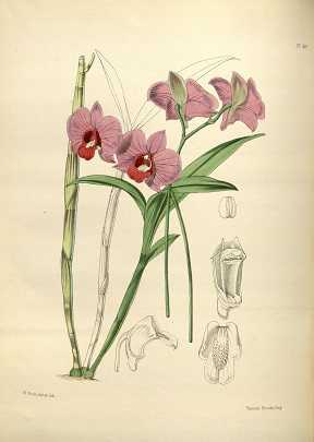 Orquídea Denphal - Como Cuidar em 7 Passos (Para Iniciantes) 8