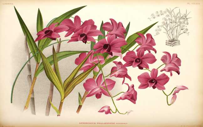 Orquídea Denphal - Como Cuidar em 7 Passos (Para Iniciantes)