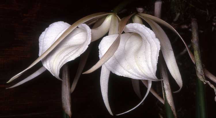 Orquídeas Brassavola – Como Cuidar e Ter Florações Lindas