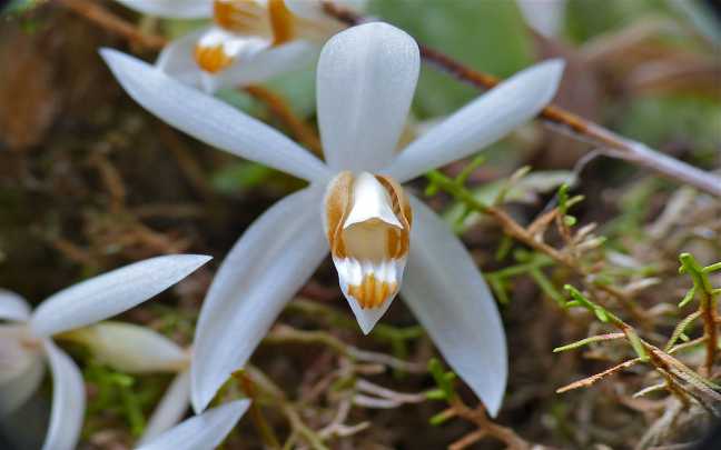 Orquídeas-Coelogyne