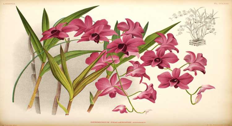 Orquídea Denphal – Como Cuidar em 7 Passos Simples