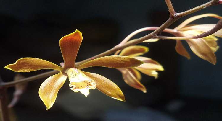 Orquídeas Encyclia – Características e Como Cultivar