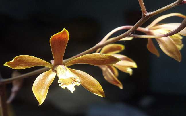 Orquídeas-encyclia