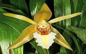 Orquídeas Coelogyne - Aprenda Como Cultivá-las Em 6 Passos 13