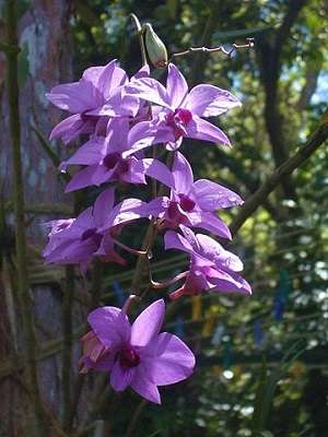 Orquídea Denphal - Como Cuidar em 7 Passos (Para Iniciantes) 2