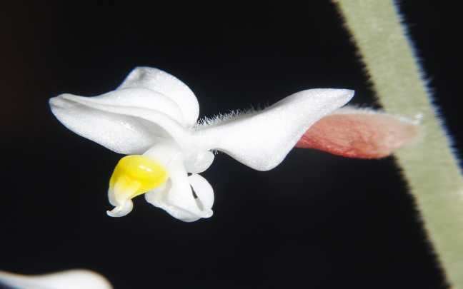 Orquídeas Ludisia - Como Cuidar Da Orquídea Pipoca 3