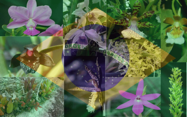 22 Orquídeas Brasileiras Que Poucas Pessoas Conhecem