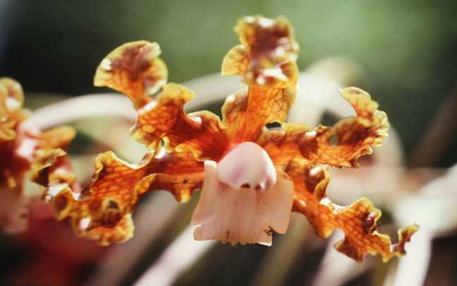 Orquídeas-Laelia
