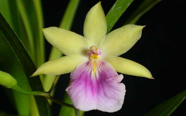 Orquídeas-Miltonia