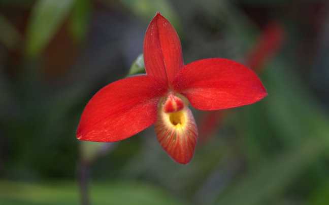 Orquídeas-Phragmipedium