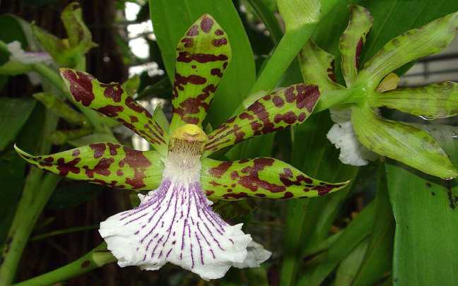 Orquídeas Zygopetalum - Descubra Os Segredos Para Cultivá-las 1