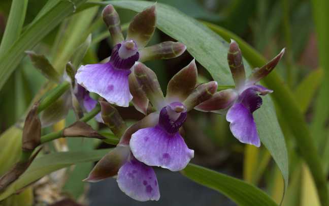 Orquídeas Zygopetalum - Descubra Os Segredos Para Cultivá-las 8