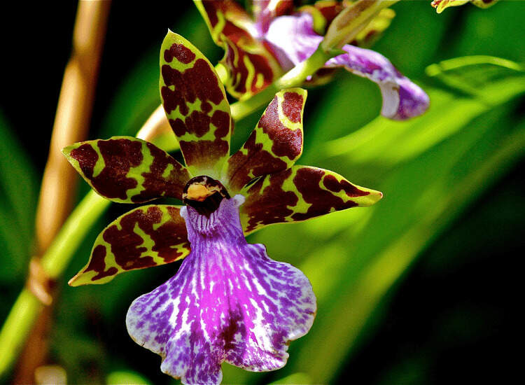 Zygopetalum-orchid-flower