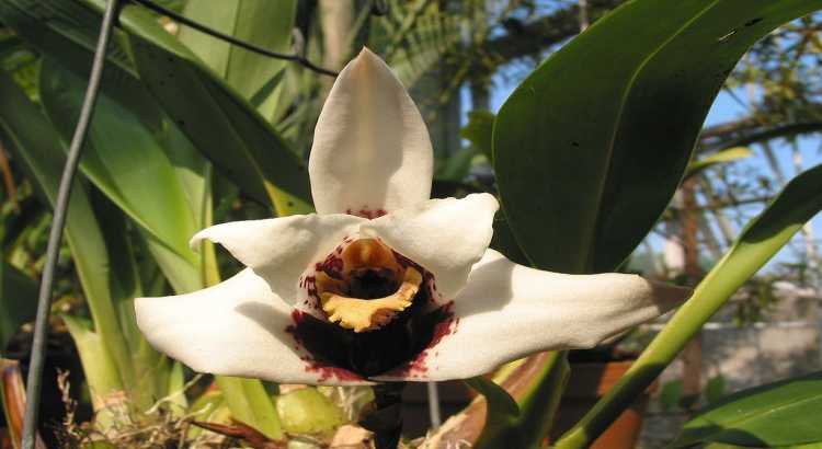 Orquídeas Maxillaria – O Guia Completo Para Cultivá-las