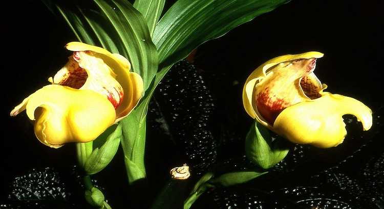 Orquídeas Anguloa – Como Cuidar e Fazer Florir (8 Passos)