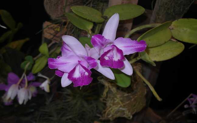 Cattleya intermedia 3