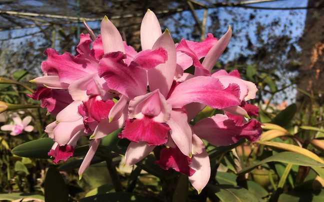 Cattleya intermedia