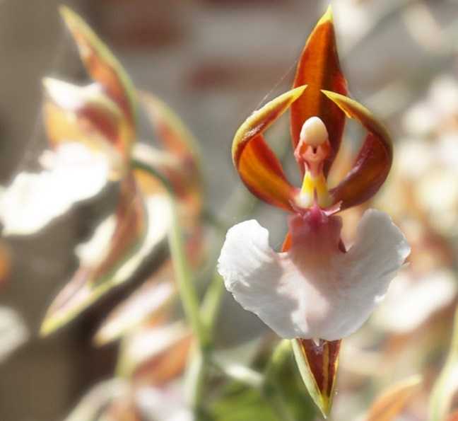 Orquídea-Bailarina