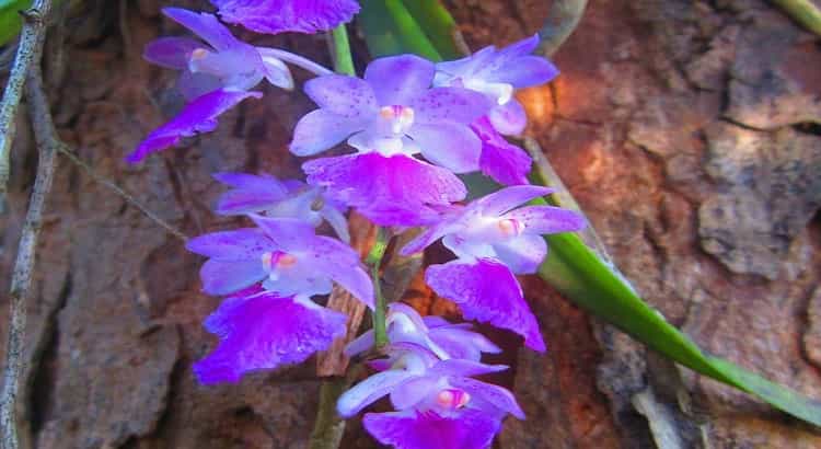 Orquídeas Aerides – Principais Características e Cultivo