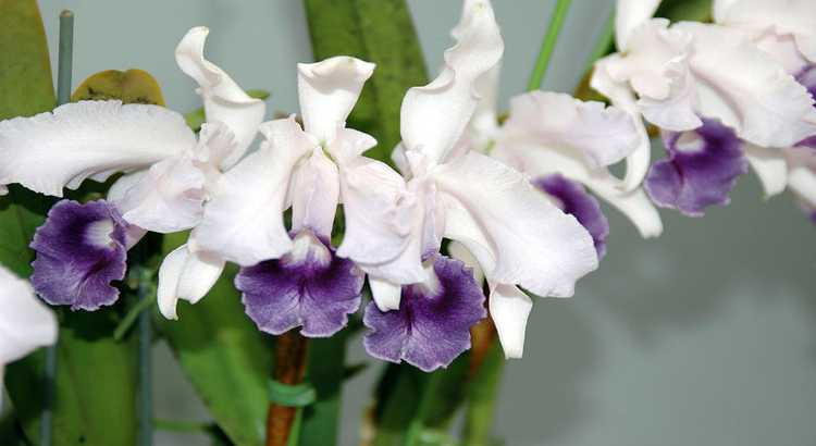 Orquídeas Da Amazônia – 12 Espécies Muito Curiosas