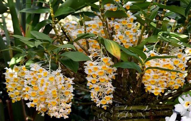Dendrobium Thyrsiflorum - Como Cuidar Dela? Veja Aqui! 1