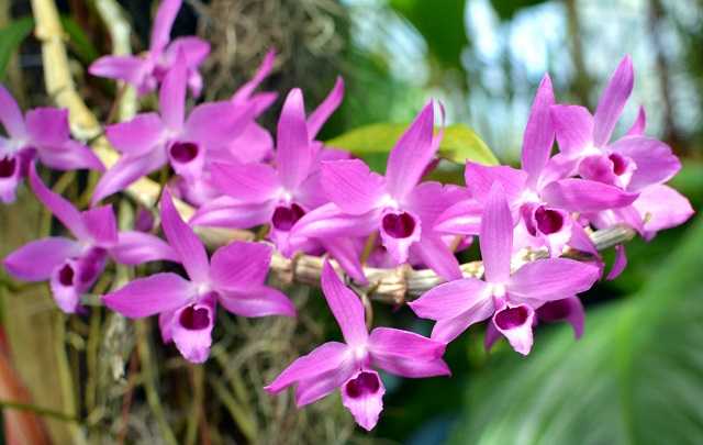 Dendrobium Anosmum - Aprenda a Ter Flores Lindas e Cheirosas (7 Passos Simples) 1