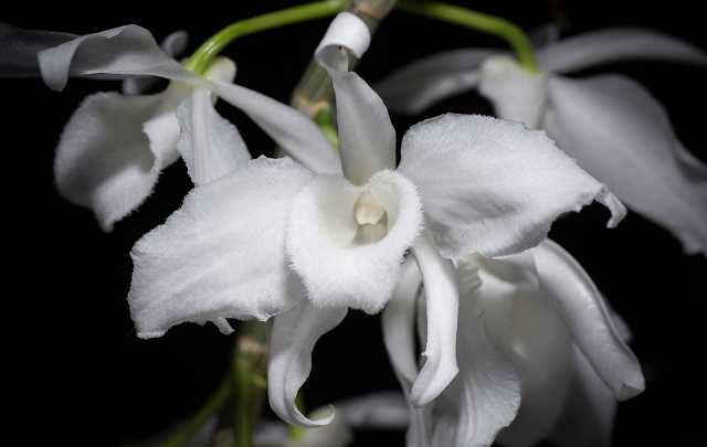 Dendrobium Anosmum - Aprenda a Ter Flores Lindas e Cheirosas (7 Passos Simples) 5