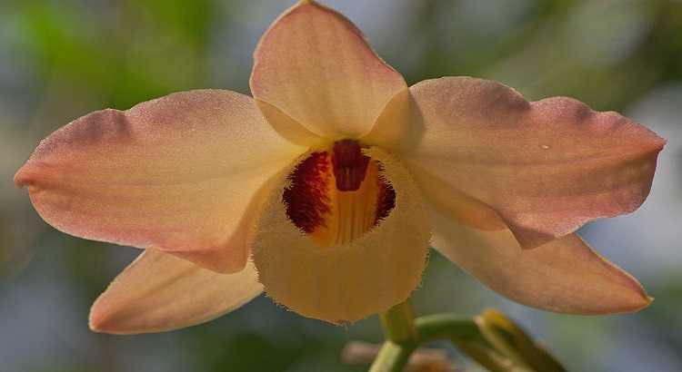 Dendrobium Moschatum – Curiosidades, Fotos e Como Cuidar