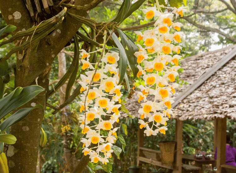 Flores da Dendrobium densiflorum