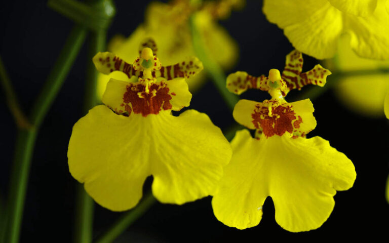Orquídea Chuva De Ouro (Oncidium) - Cultivo e Curiosidades 83