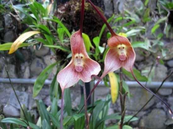 Orquídea Cara De Macaco - Fotos, Curiosidades e Muito Mais