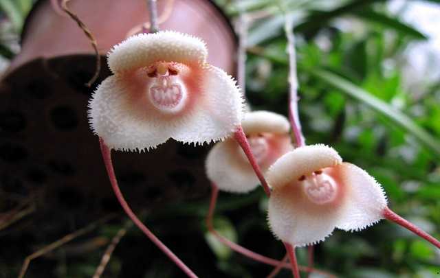 Orquídea-Cara-De-Macaco