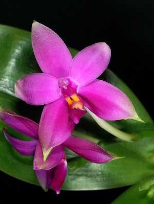Phalaenopsis-violacea-rosa