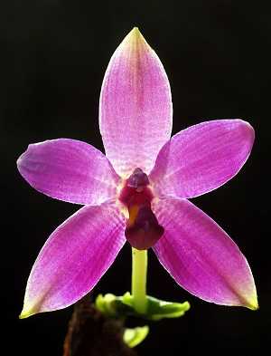 Phalaenopsis-violacea-violeta