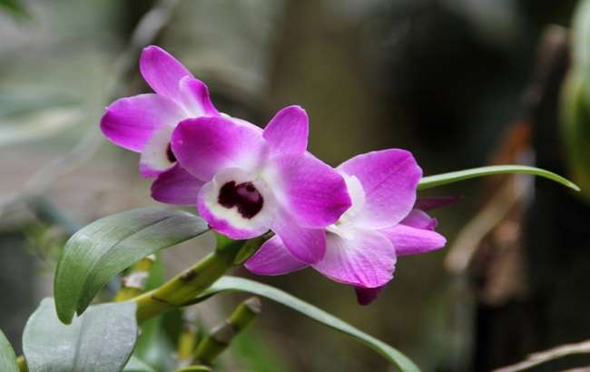 Como Cuidar da Dendrobium Nobile (Orquídea Olhos de Boneca) 2