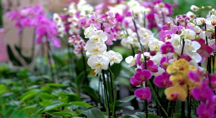 Espécies de Orquídeas – Quantas Existem, Tipos e Principais Espécies
