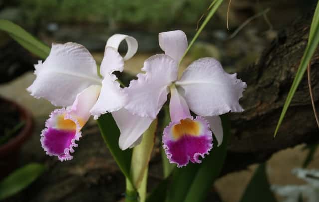 Fazer orquídea dar flores