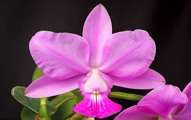 Orquídea Cattleya Walkeriana - Como Cultivá-la em 7 Passos 2