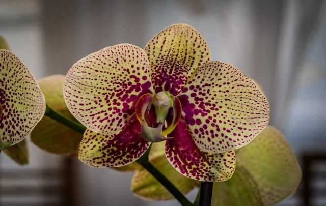 Hastes Florais Das Orquídeas - Cortar ou Não Cortar? 4