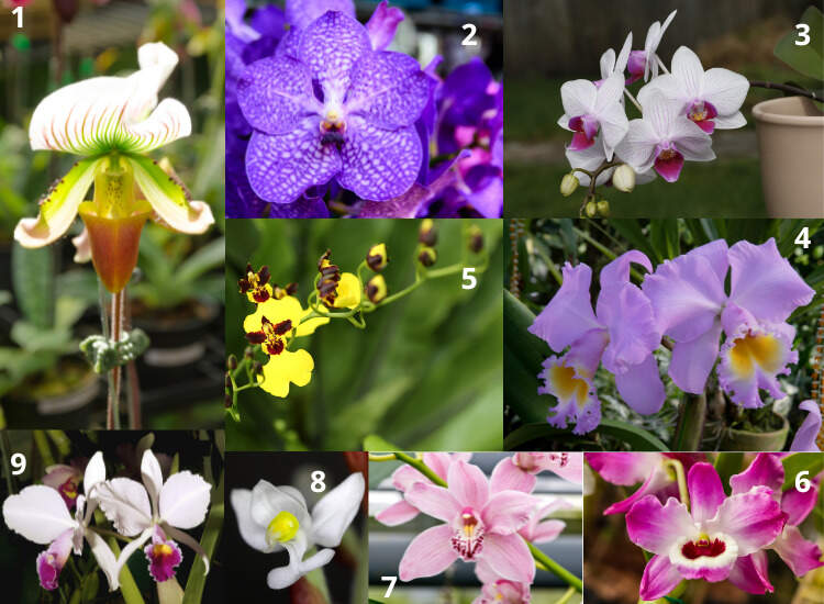 Fotos de diversas especies de orquideas