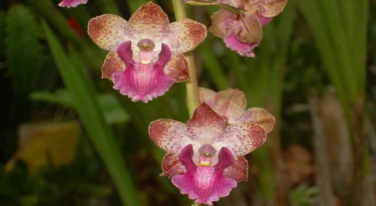 Orquídeas Cyrtopodium - Descubra Tudo Sobre Essas Plantas