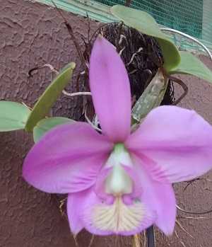 Orquídea Cattleya Walkeriana - Como Cultivá-la em 7 Passos 11