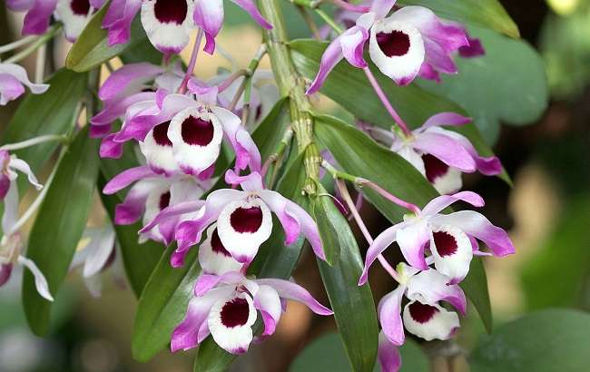 Como Cuidar da Dendrobium Nobile (Orquídea Olhos de Boneca) 7