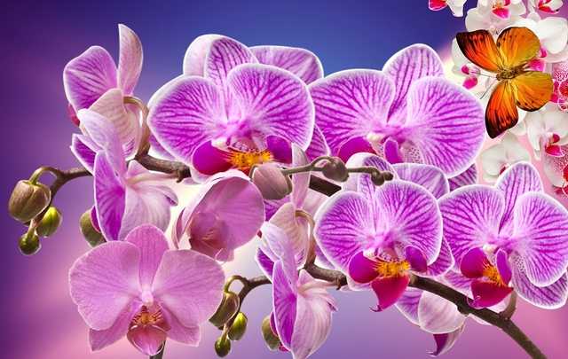 Espécies de Orquídeas - Quantas Existem, Tipos e Principais Espécies 3