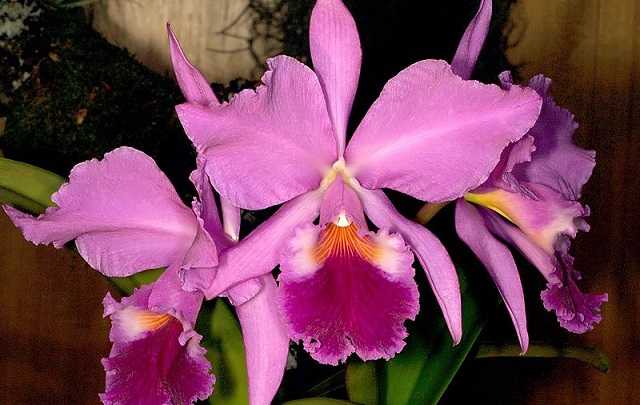 Cattleya Labiata – Conheça a Orquídea Rainha do Nordeste