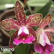 Cattleya Schilleriana - Aprenda Tudo Sobre Essa Orquídea Incrível 2