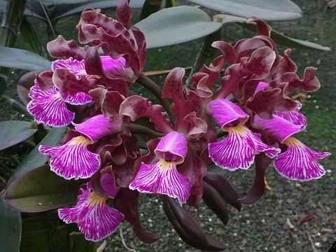 Cattleya-schilleriana-orquídea