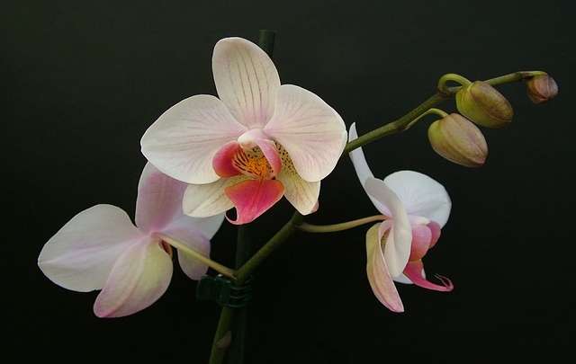 Orquídea-branca